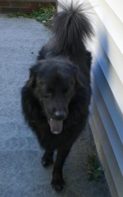 Buddy