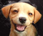 Happy Dog