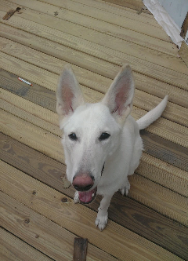 Heidi