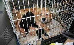 Mom and her pups off to a better life